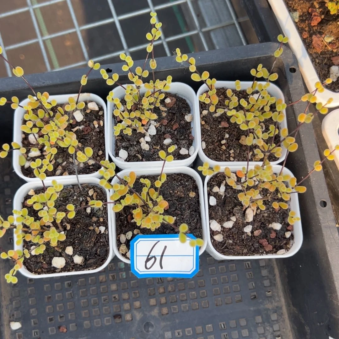 点**活翡翠枝干61号5.5cm盆