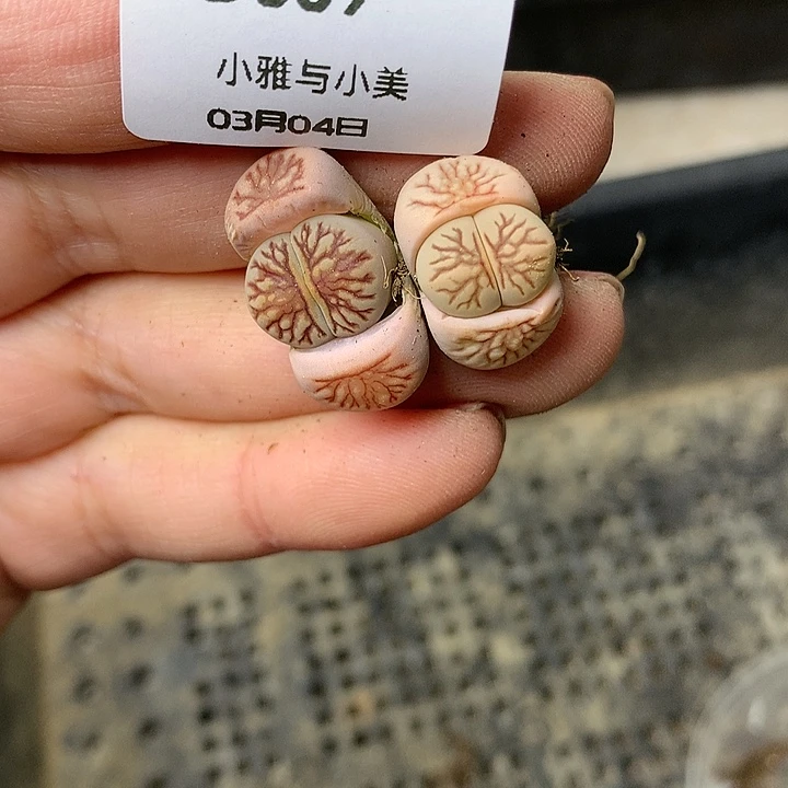D389多肉植物保护研究所