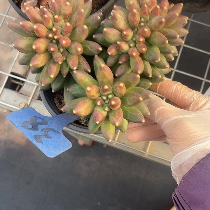 两单包邮，今天全场福利，，38缀