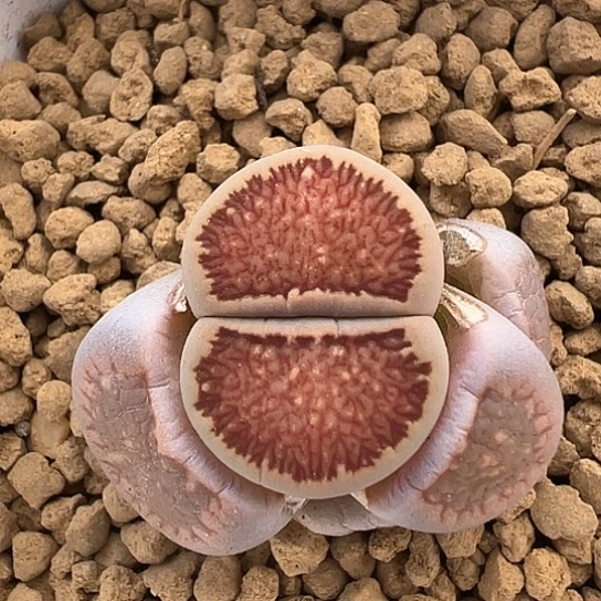 2371.红窗菊福利111111