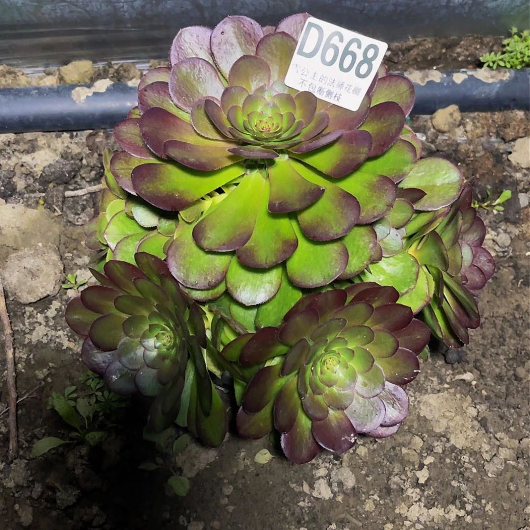 法师法师32-13包邮法师