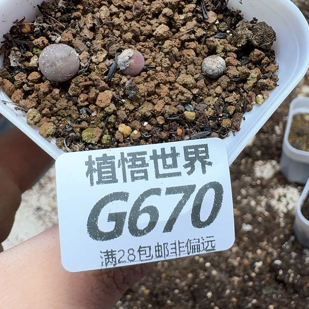 多肉植物新人生fbjj