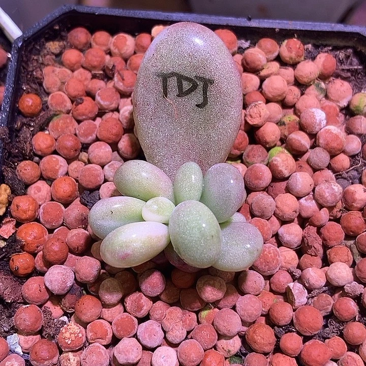 桃蛋锦多肉植物多肉