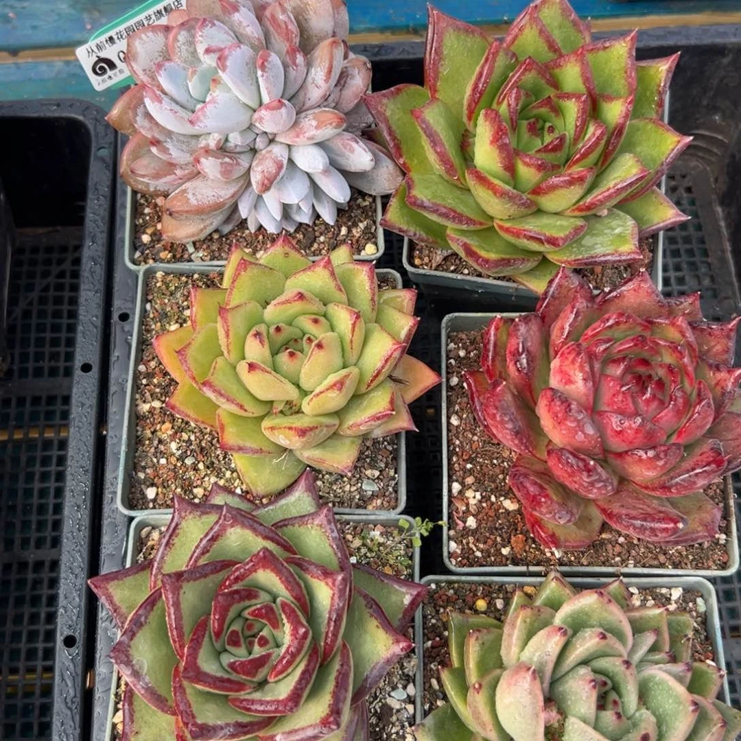 多肉精选编号0119.216