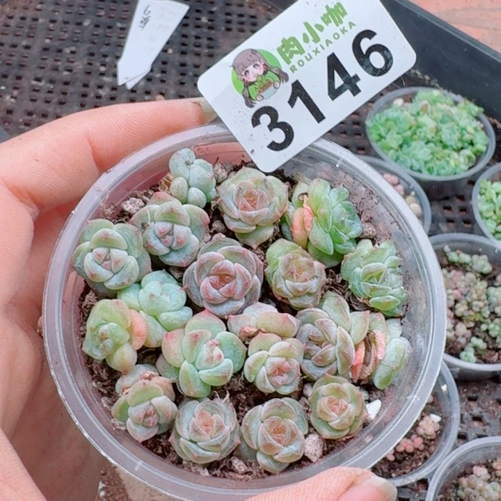 多肉植物多肉植物