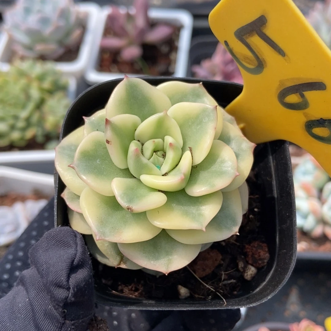 566辣牡丹锦多肉植物保护