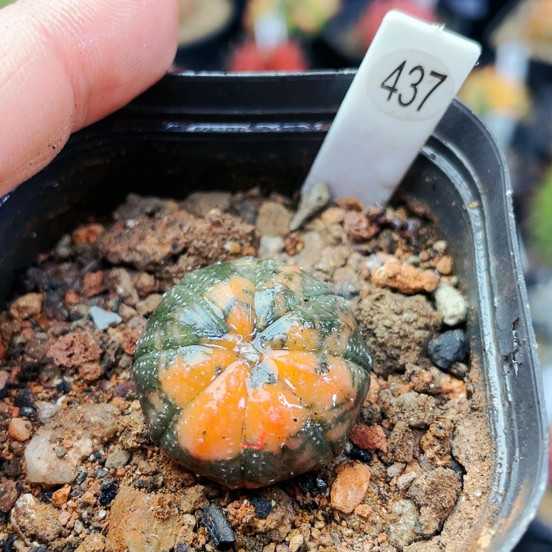 非偏远地区满25裸根发货仙人球