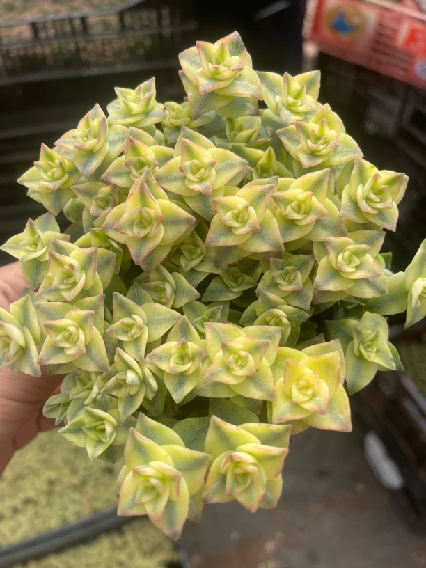 十字星锦 多肉植物 新手好养（满9.9包邮）