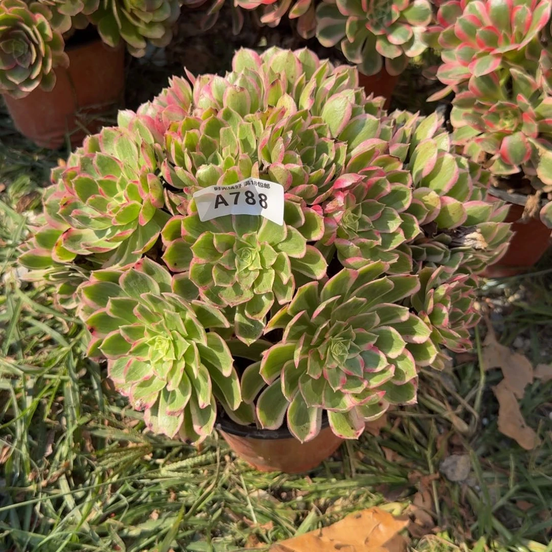 788孔雀翎 多肉植物