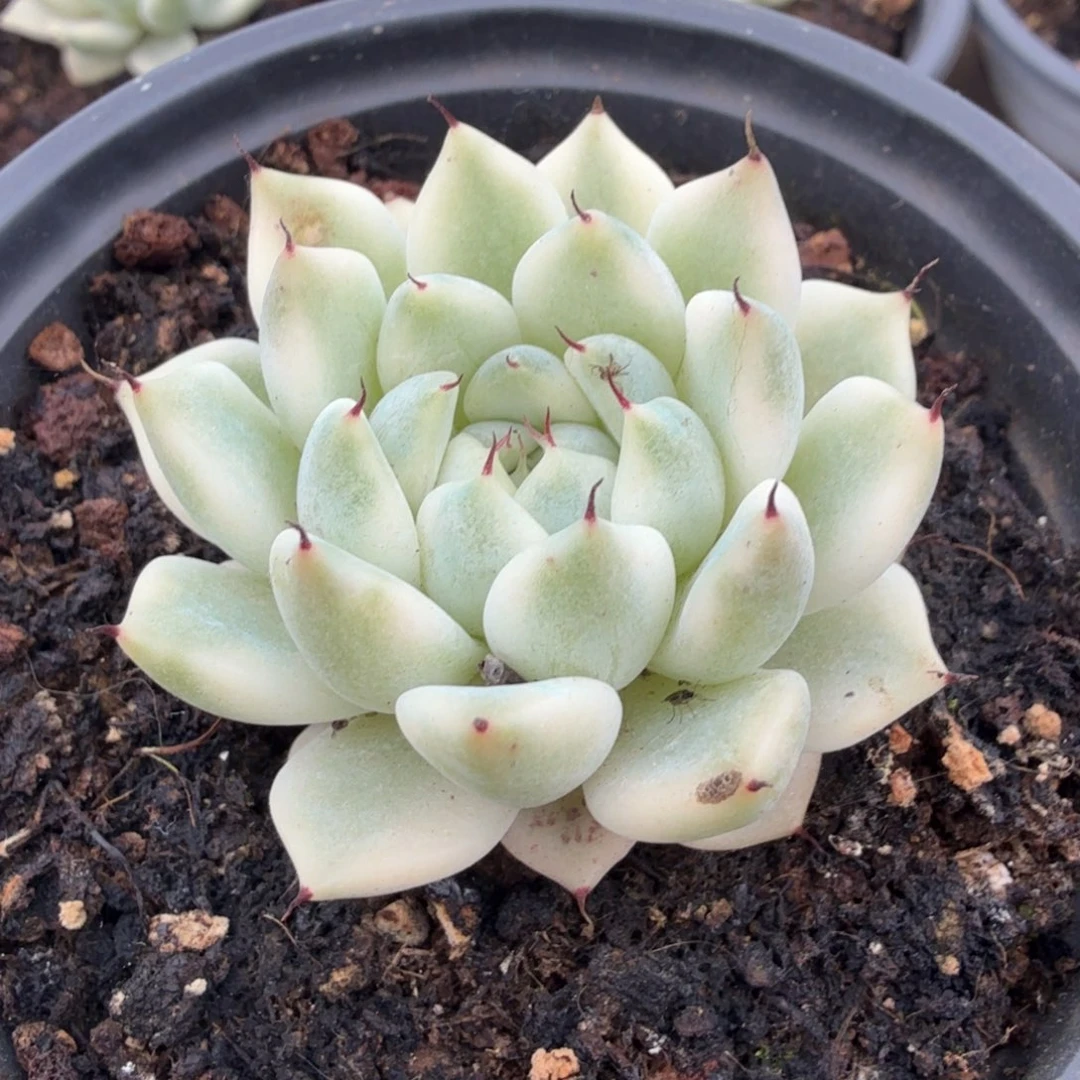 一颗妲己锦腹轮锦
