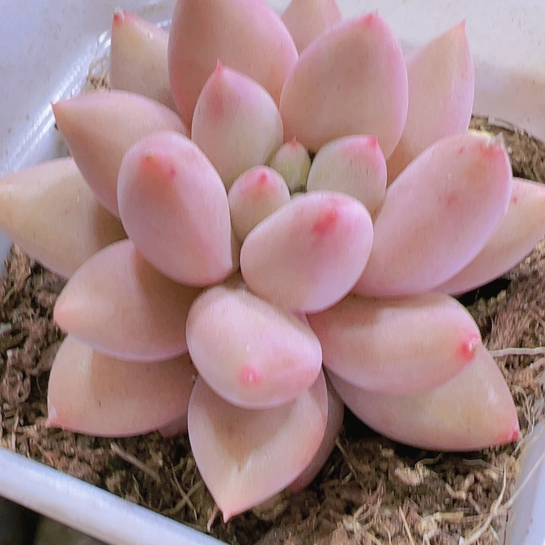 红蜻蜓多肉植物19包邮