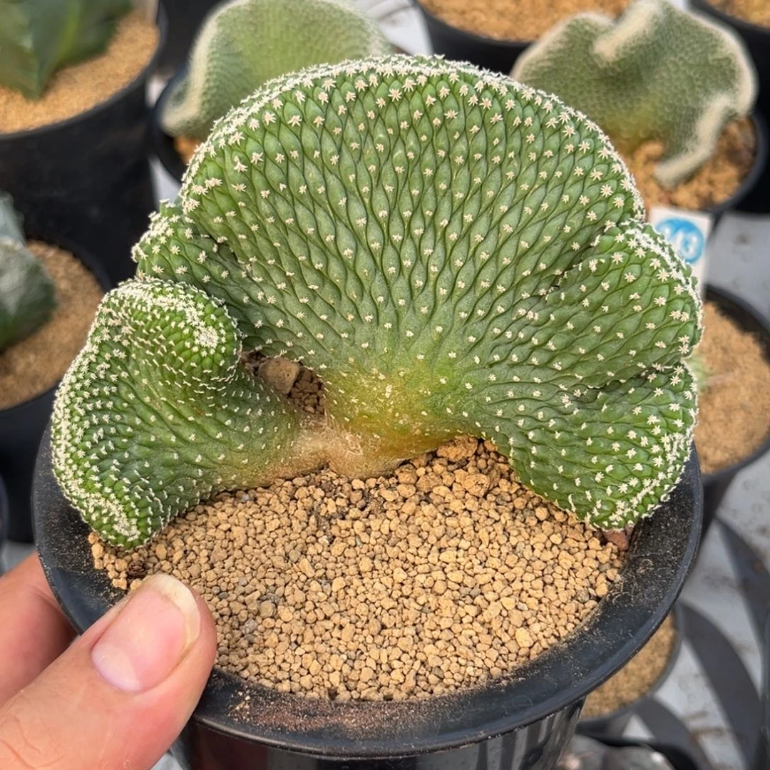 439实生菊水缀化带盆带土