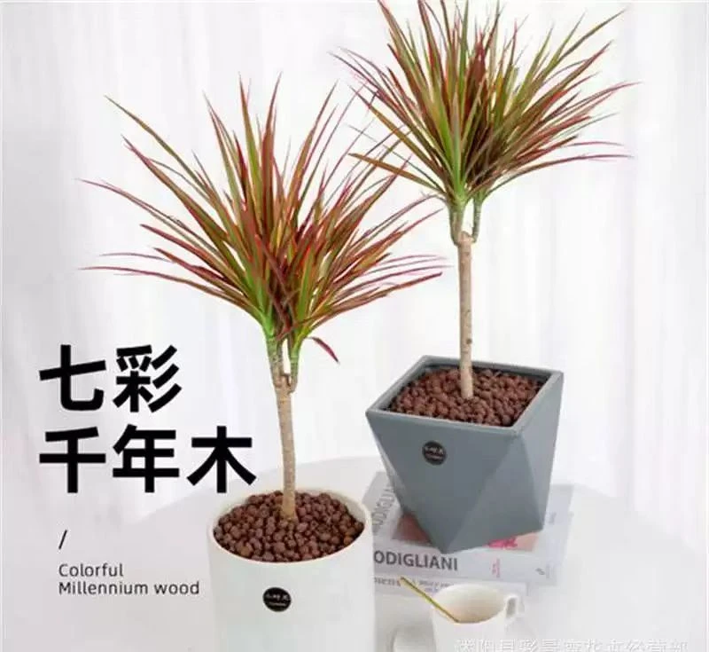 七彩铁千年木花卉盆栽室内观叶植物桌面水培绿植