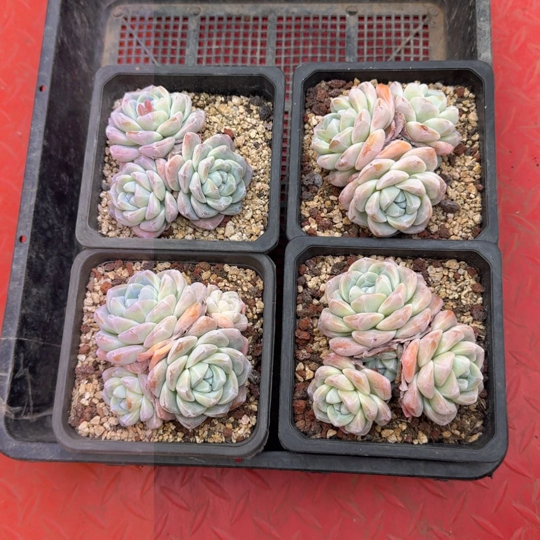 小***凉4颗一起一物一拍的