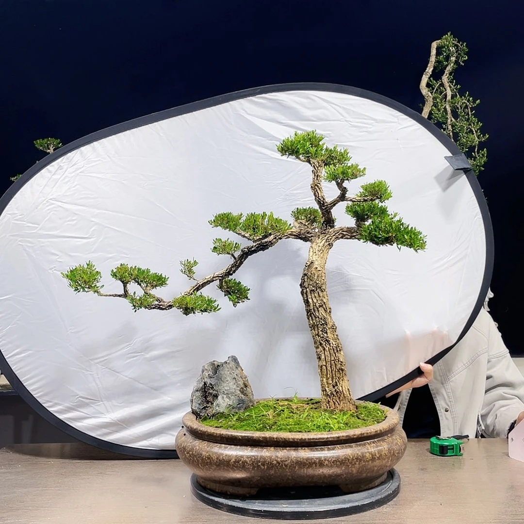 完全开放黄杨盆景四季常青