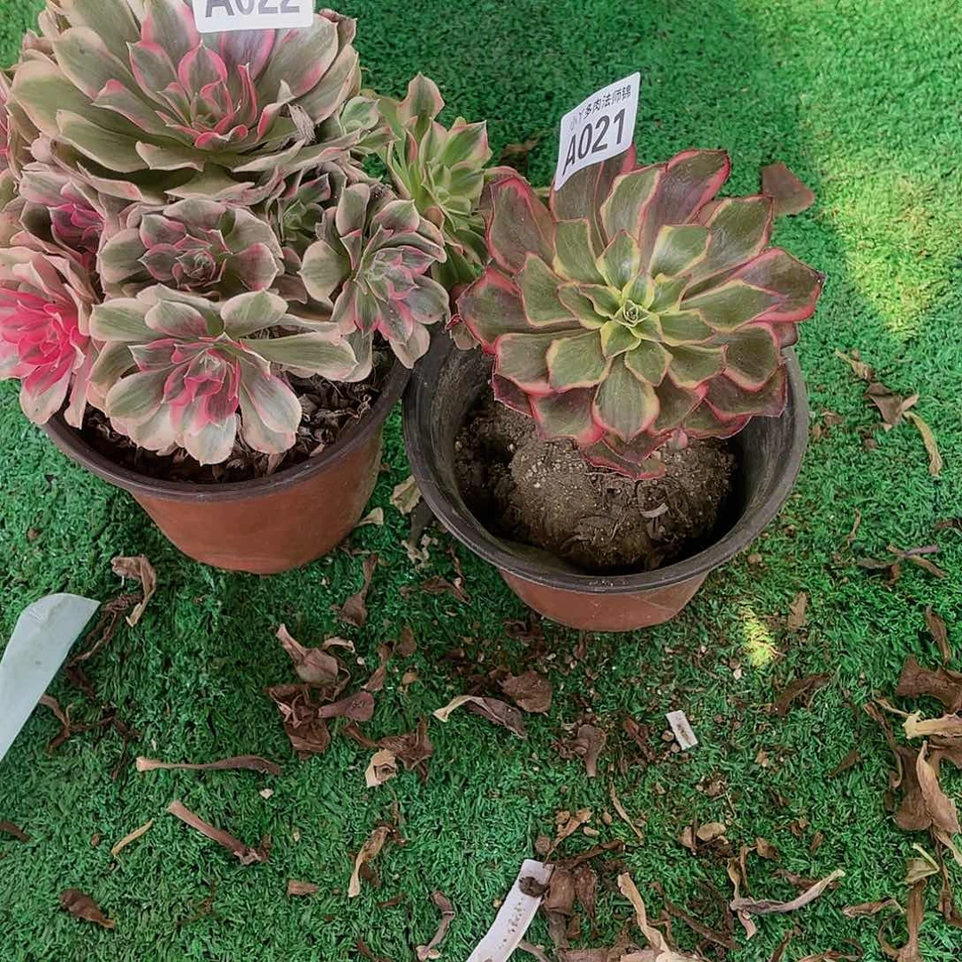 022，021两颗多肉植物法师锦
