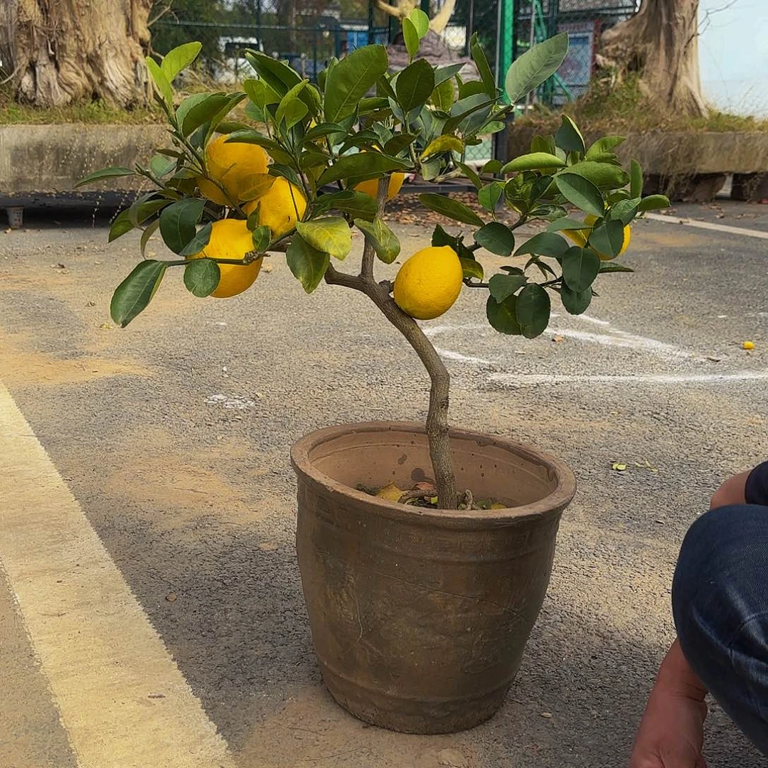 完全开放柠檬盆景造型盆栽花卉