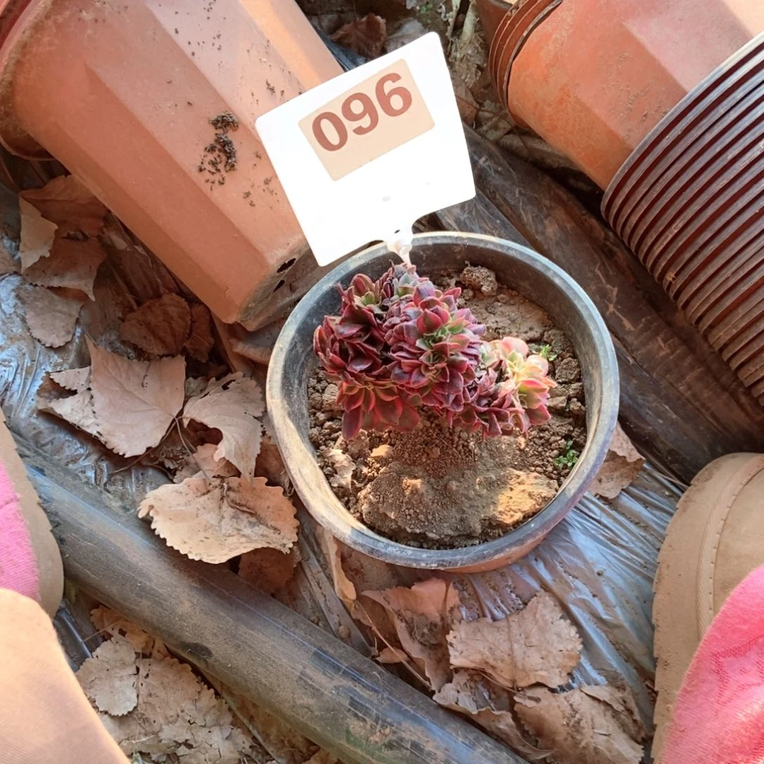 猫***碧096美杜莎干伤处理