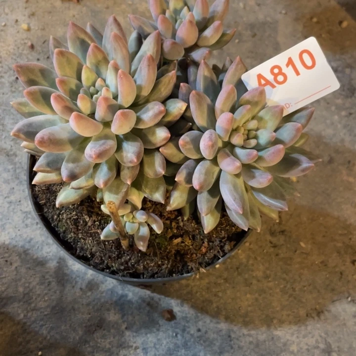 810 满20包邮脱土发货