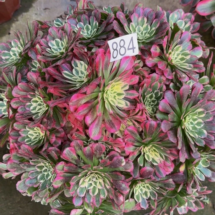 000000000884天和多肉植物