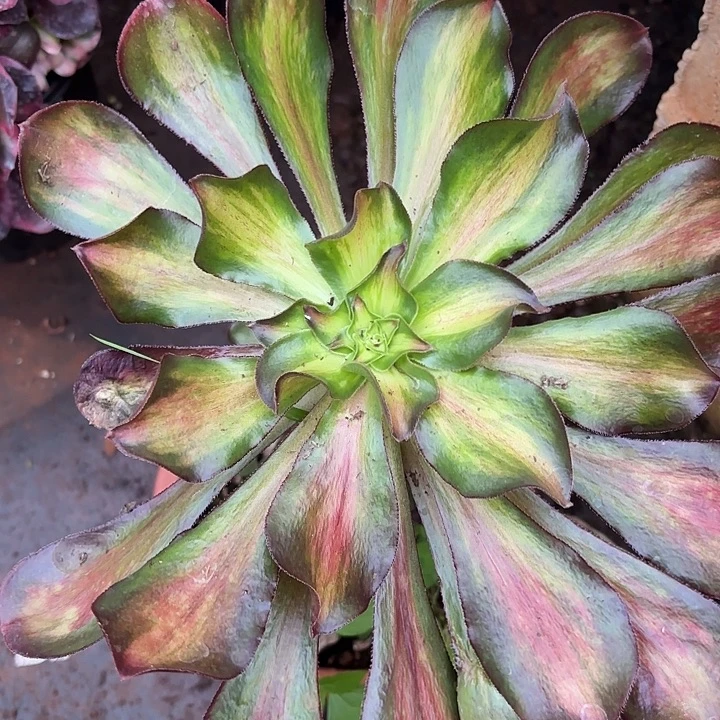 172魅影中班掌心多肉法师锦