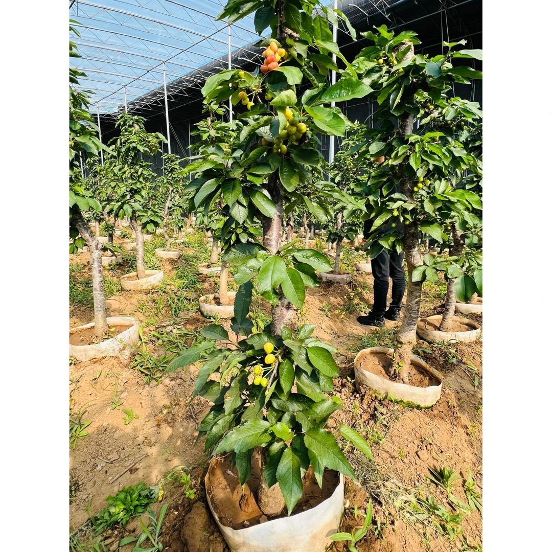 龙小幺九年精品樱桃树带盆带果车厘子树