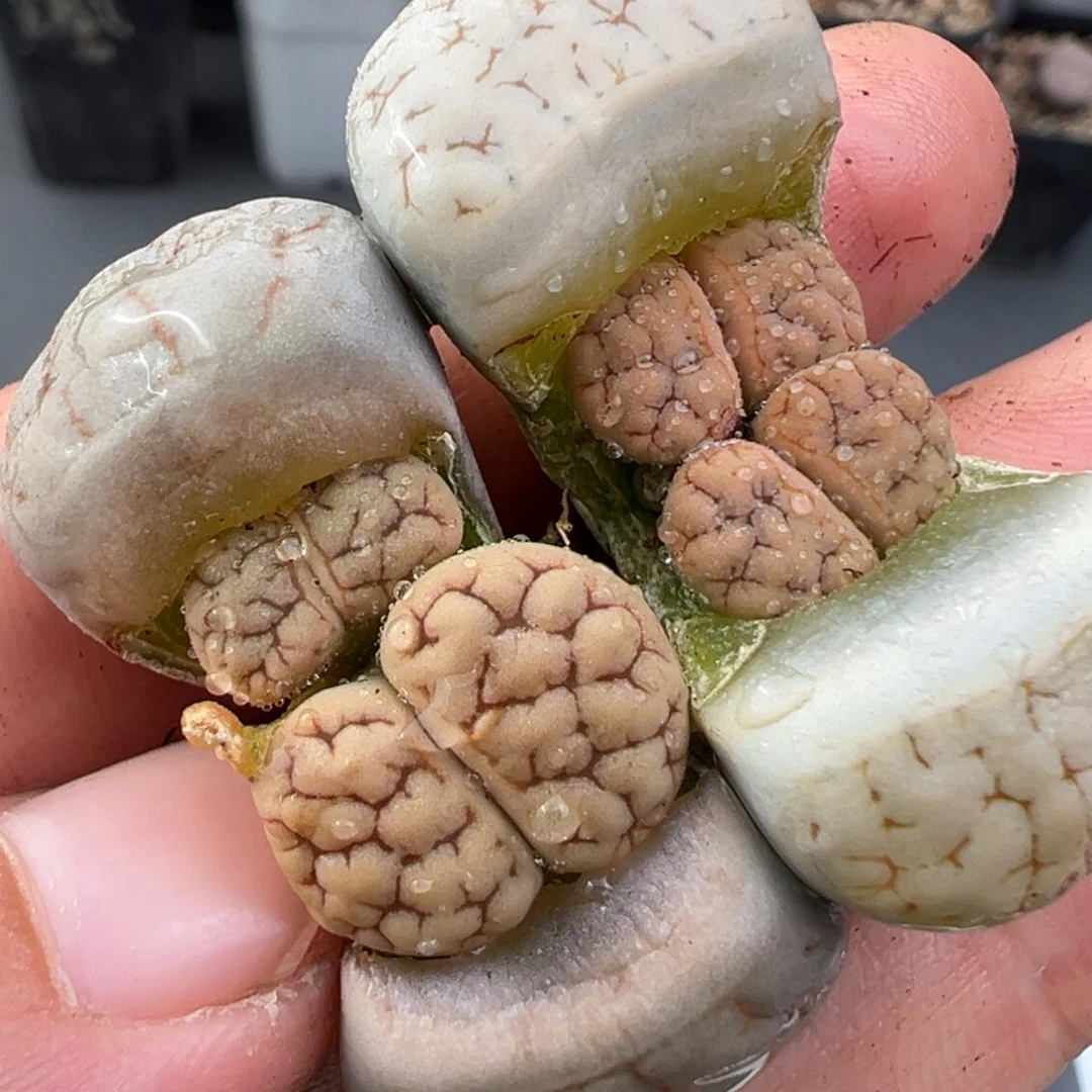 11.23好看的多肉脱土发货153