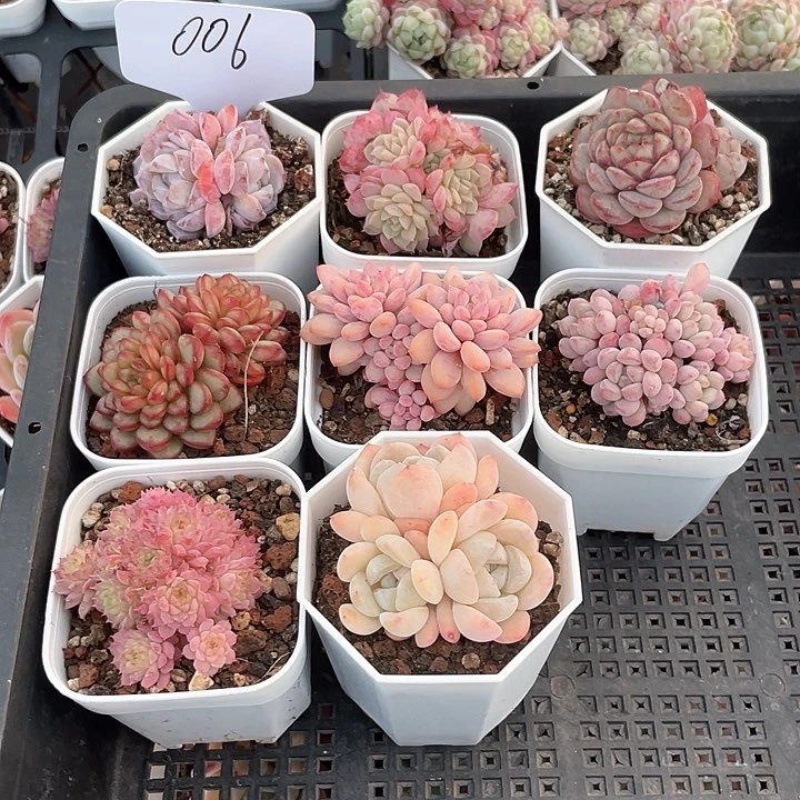 薇薇安园艺多肉006