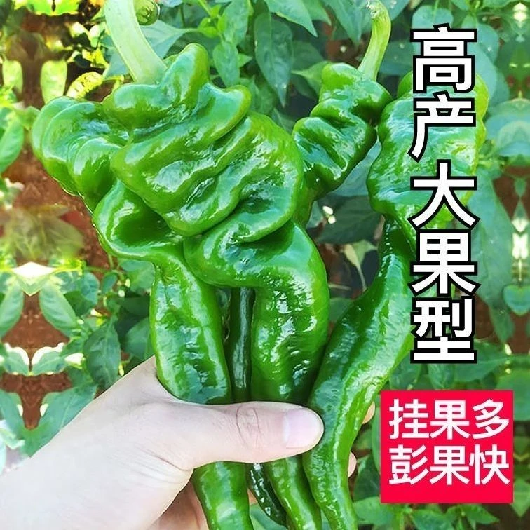 螺丝椒辣椒苗螺丝椒新鲜特辣龙椒苗秧苗四季阳台盆栽蔬菜苗辣椒苗