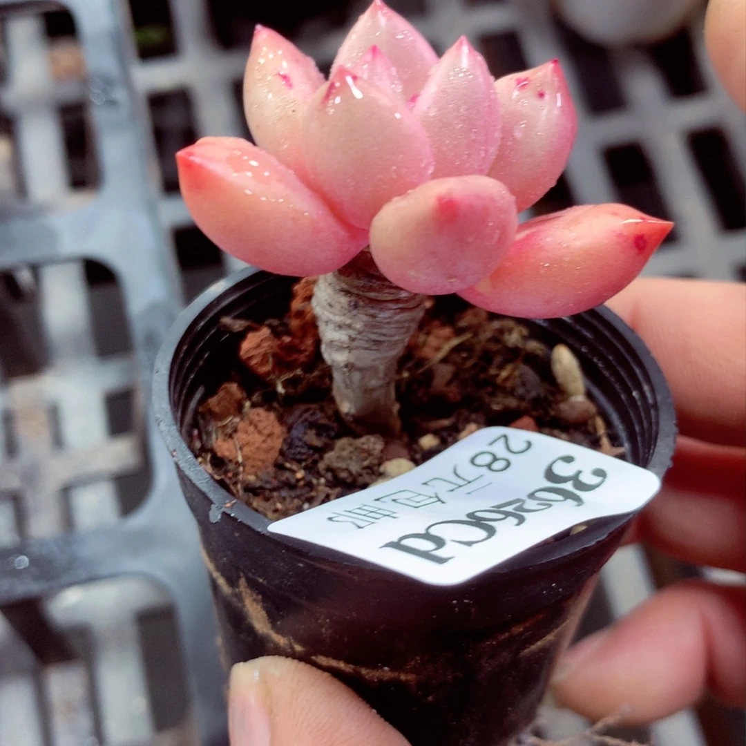 5厘米盆精控多肉3626