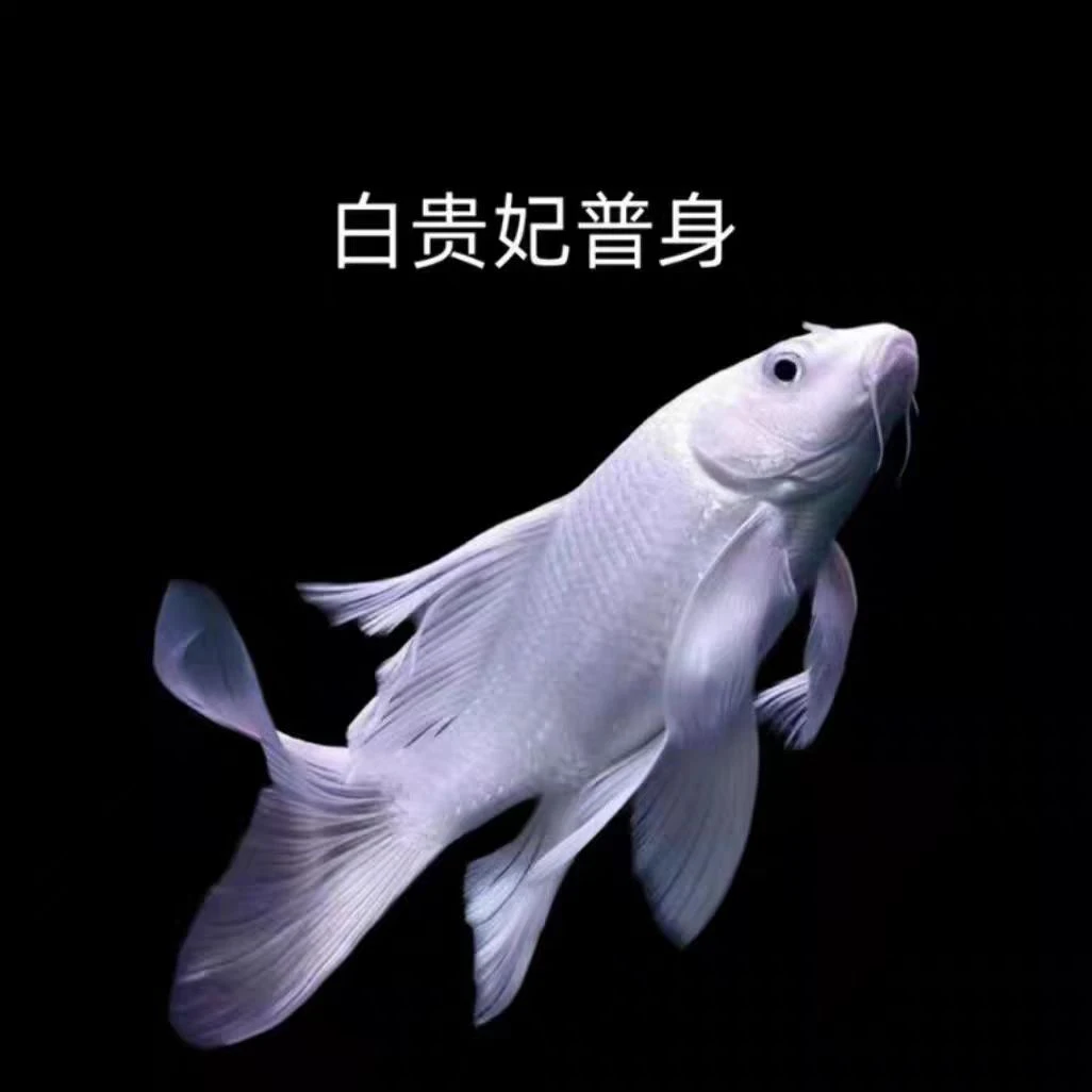 24-26赛级白普精品蝴蝶鲤鱼好养易养混养自家渔场