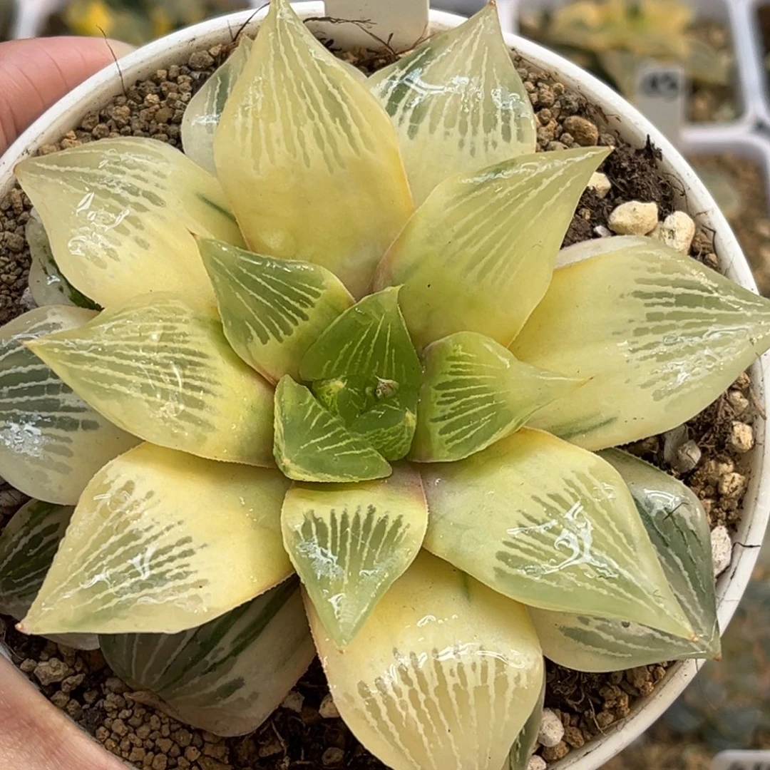 92糊斑三仙实生寿锦福利专场