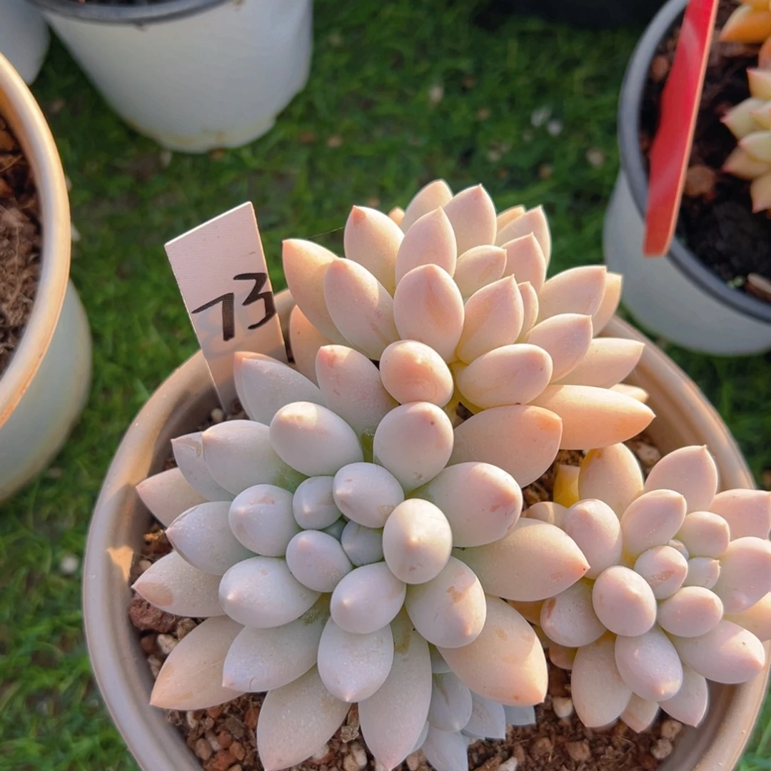 张*妞福利来啦打榜啦打榜啦