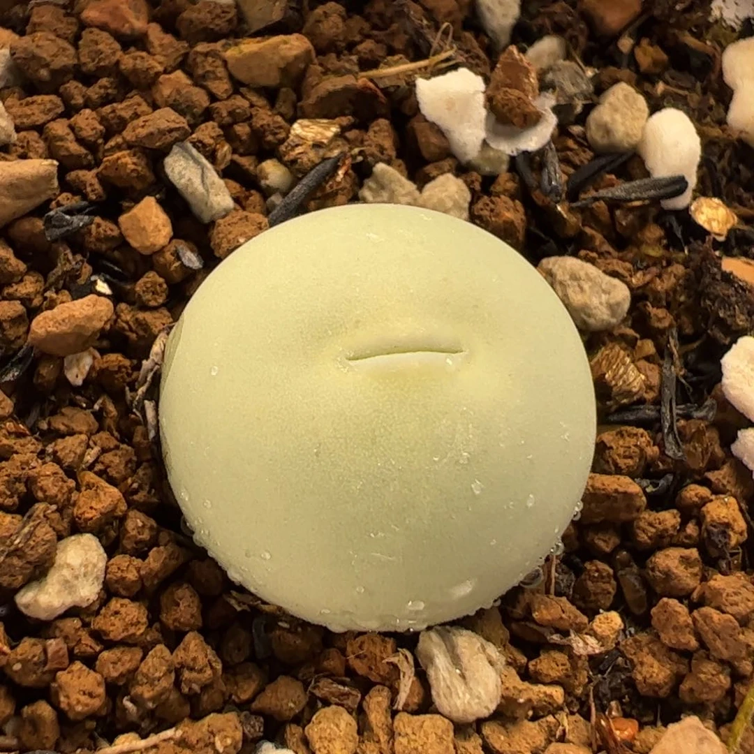 452多肉植物百科