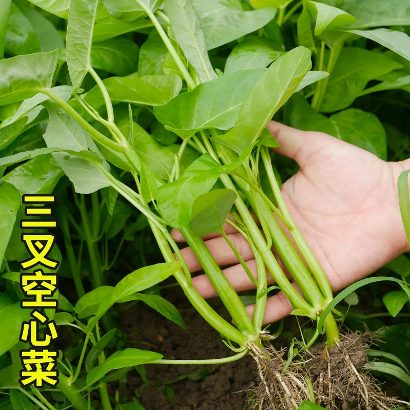三叉空心菜种子四季阳台种植蔬菜种子孑水培大叶通心菜籽菜苗高产