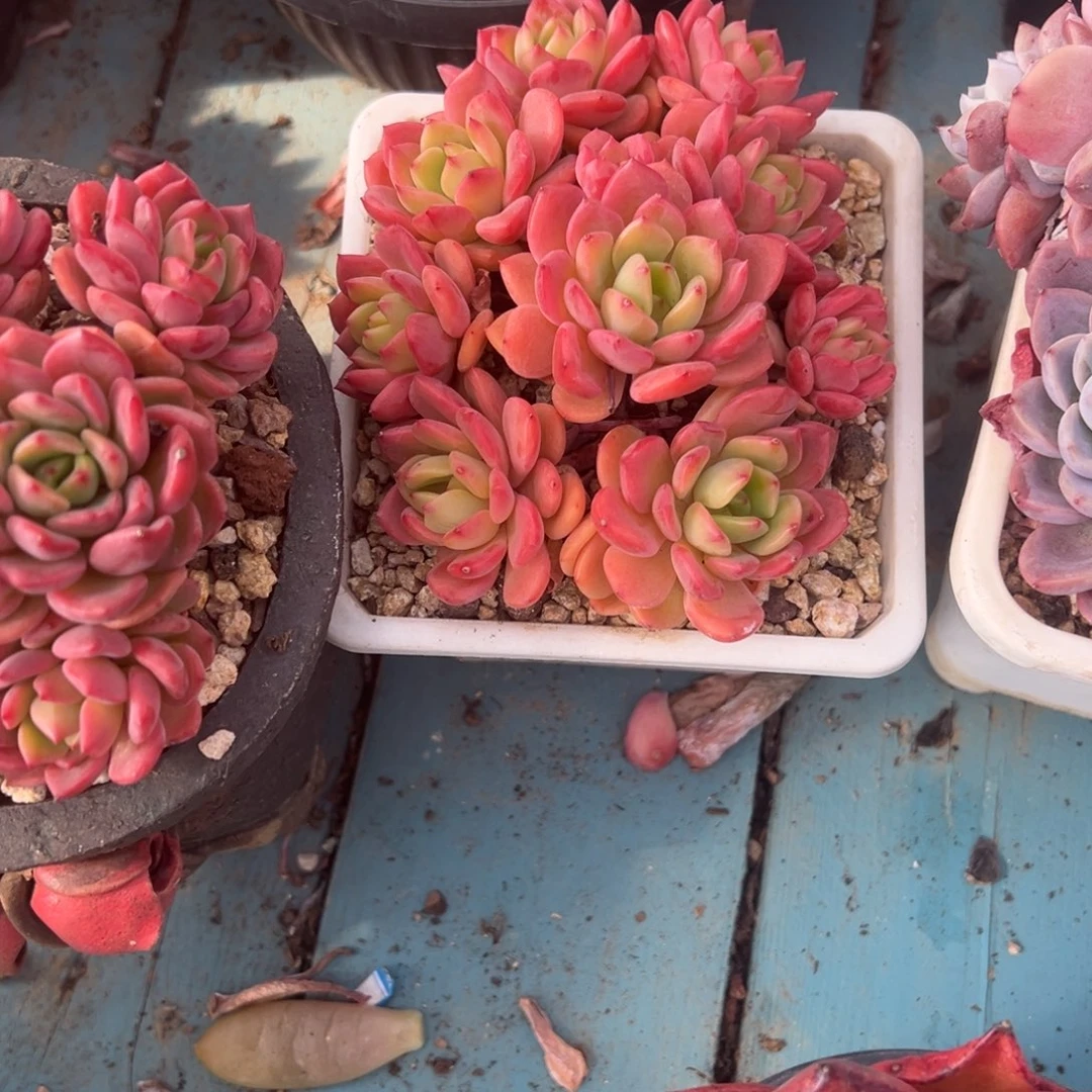 精品多肉植物老桩
