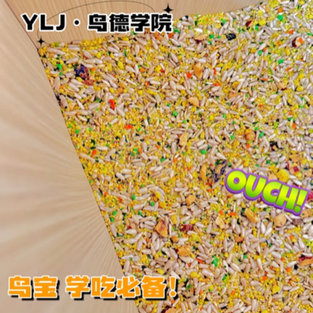 由老九学吃粮适用于断奶阶段鹦鹉雏鸟牡丹小太阳和尚玄凤虎皮