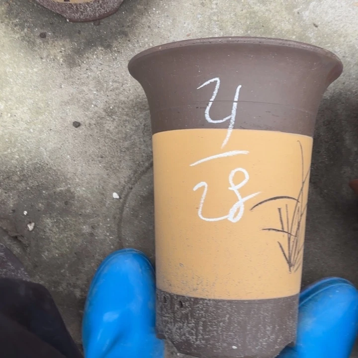 花盆紫砂紫砂的花