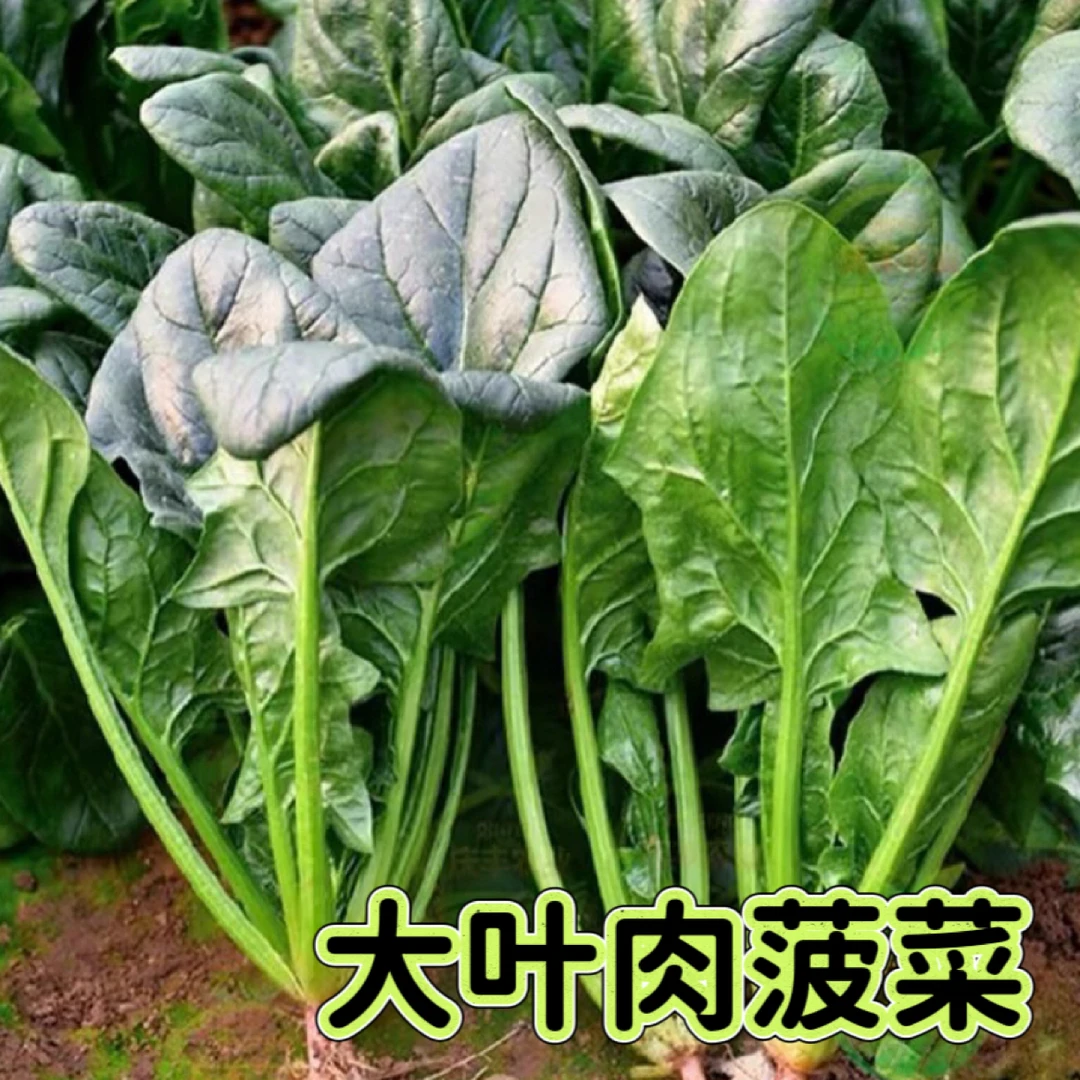 趴地菠菜种子耐寒越冬红根菠菜阳台花盆大田菠菜种子
