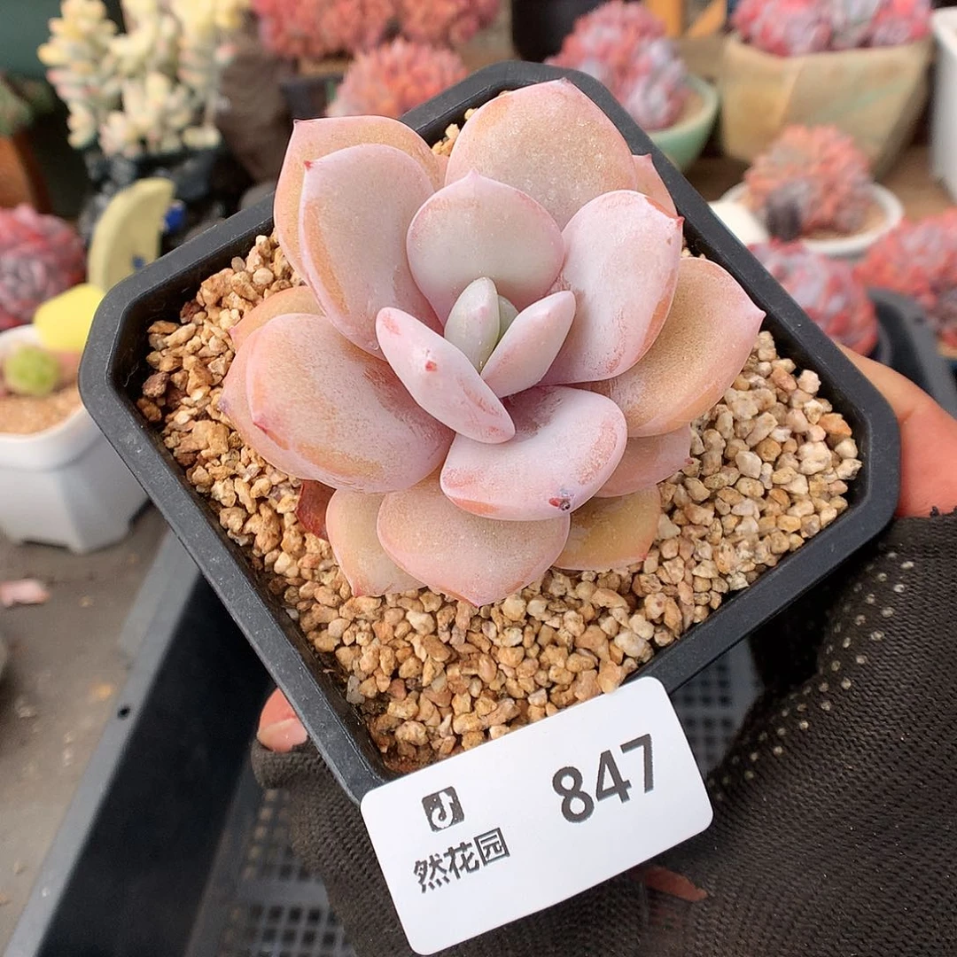 847奶茶多肉植物666