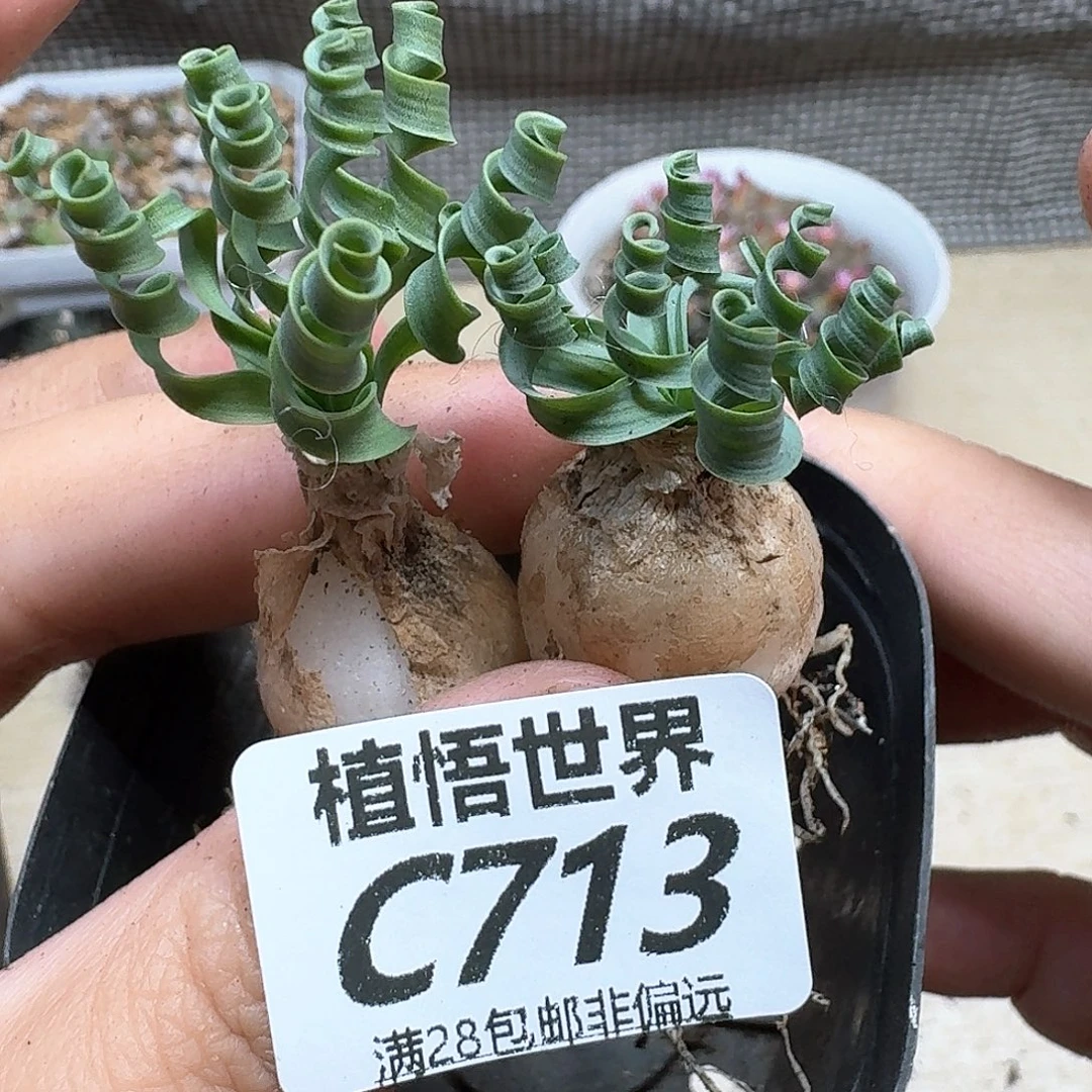 多肉植物的润泽fgbb