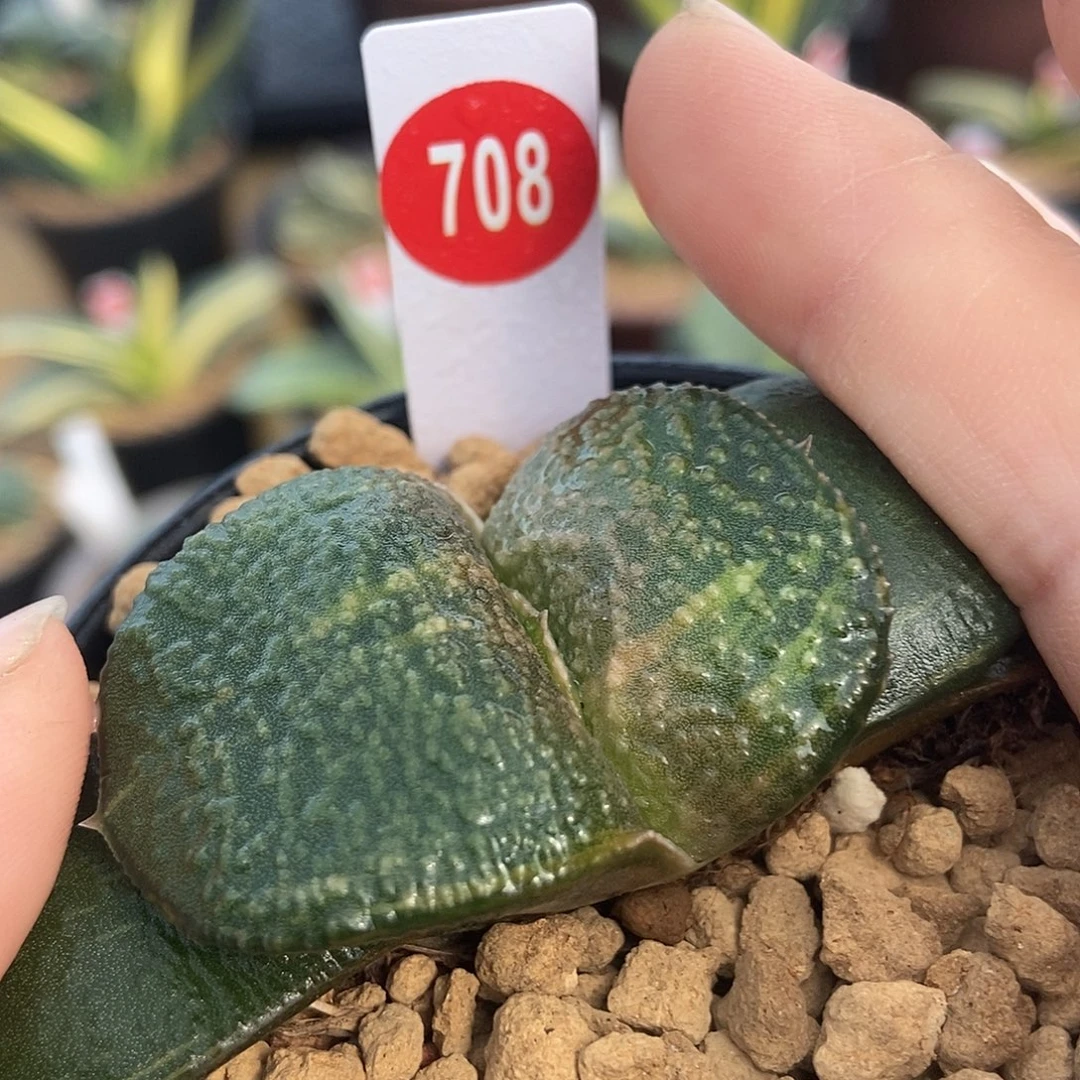 无***痕708卧牛实生锦大宽叶大颗粒带盆发货