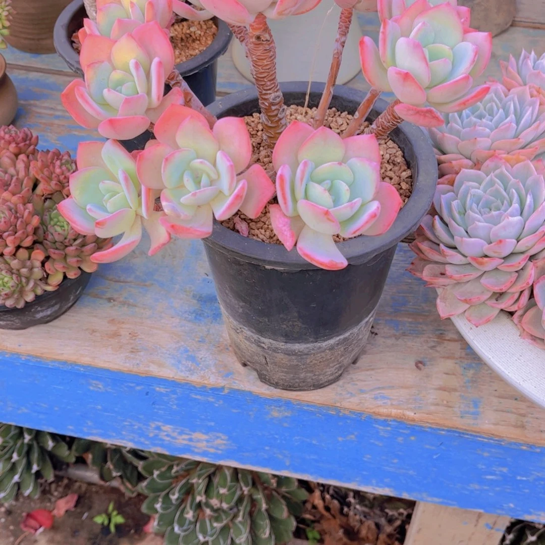 天****多肉植物保护研究所所长