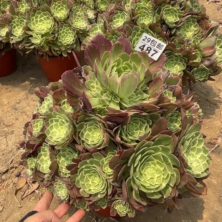 水蜜桃……多肉植物……