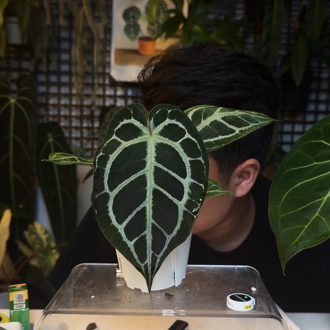 完全开放B122黑水晶撕裂