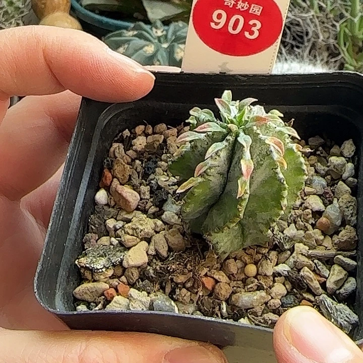 实生白衣魁伟玉一颗