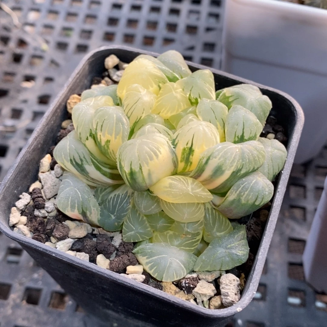 一颗大母本湖水玉露锦 新年福利