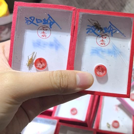 蟋蟀汊口蛉石志明二条过冬