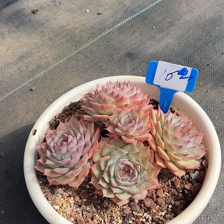 10粉色提试带盆一个多