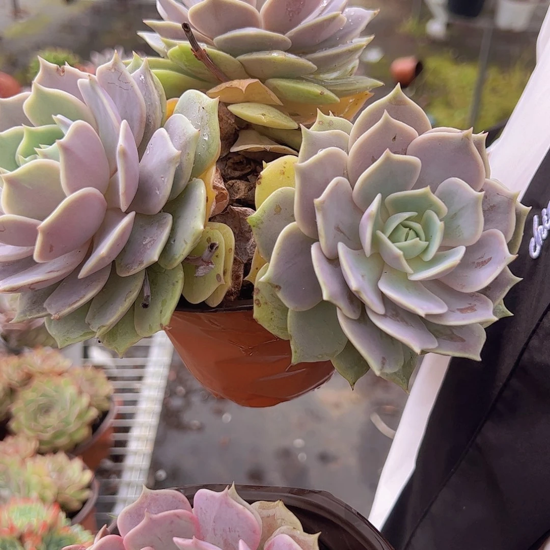 多头露娜莲➕单头粉蝶 各一盆